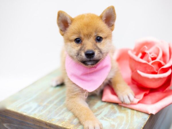 Shiba Inu DOG Female Sesame 14052 Petland Wichita, Kansas