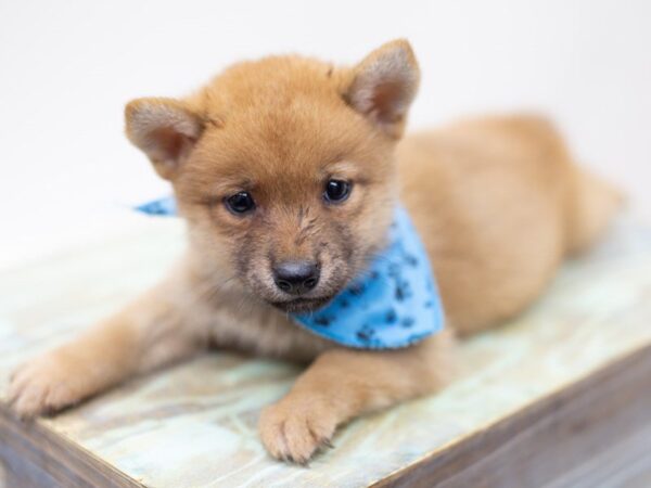 Shiba Inu DOG Male Sesame 14051 Petland Wichita, Kansas