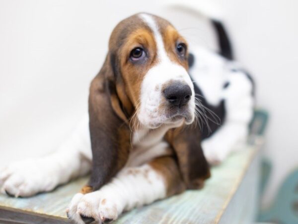 Basset Hound DOG Female TRI 14021 Petland Wichita, Kansas