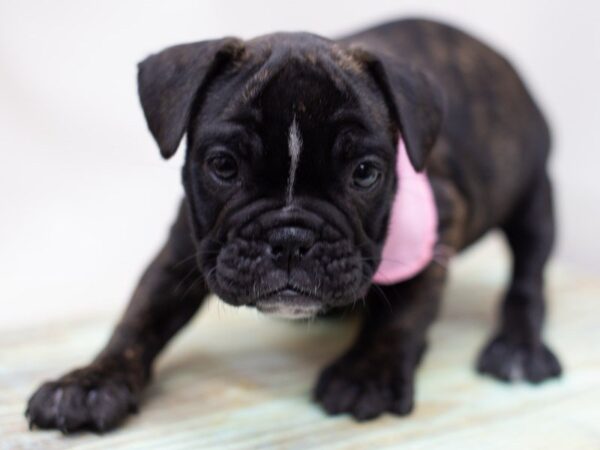 Free Lance Bulldog-DOG-Female-Black Brindle-14026-Petland Wichita, Kansas