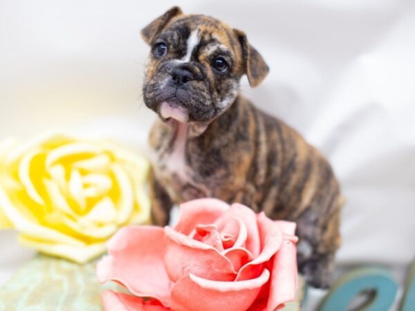 Free Lance Bulldog DOG Female Black Brindle 14027 Petland Wichita, Kansas