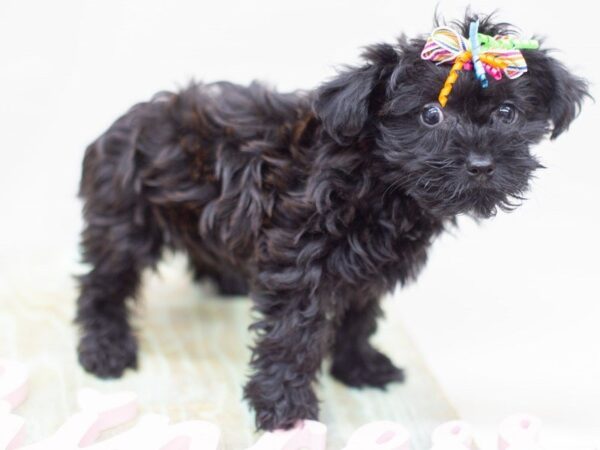 Yorkie Poo DOG Female Black 14055 Petland Wichita, Kansas