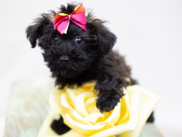 Yorkie Poo DOG Female Black 14054 Petland Wichita, Kansas