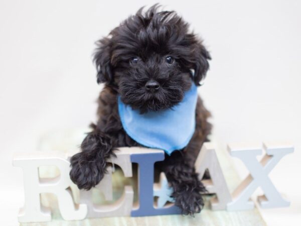 Yorkie Poo-DOG-Male-Black-14053-Petland Wichita, Kansas