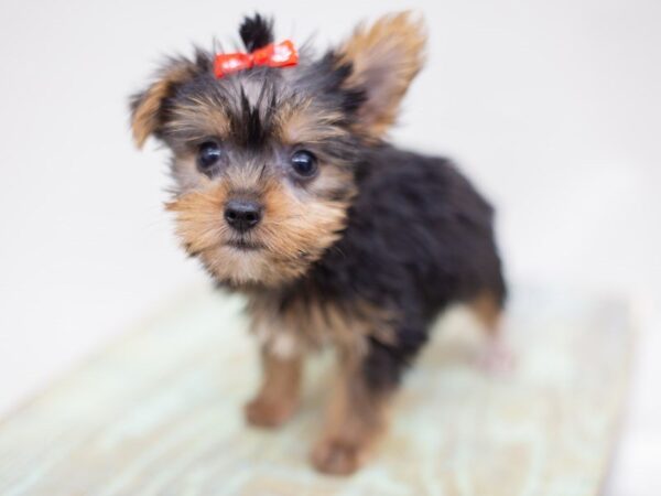 Yorkshire Terrier DOG Female Black and Tan 14049 Petland Wichita, Kansas