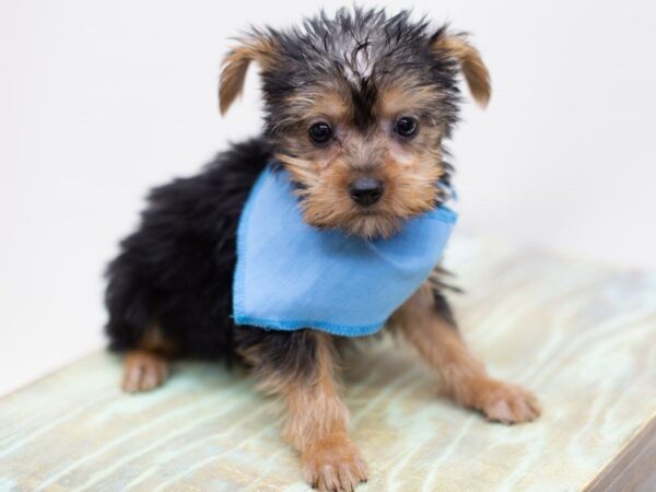 Yorkshire Terrier DOG Male Black and Tan 14048 Petland Wichita, Kansas