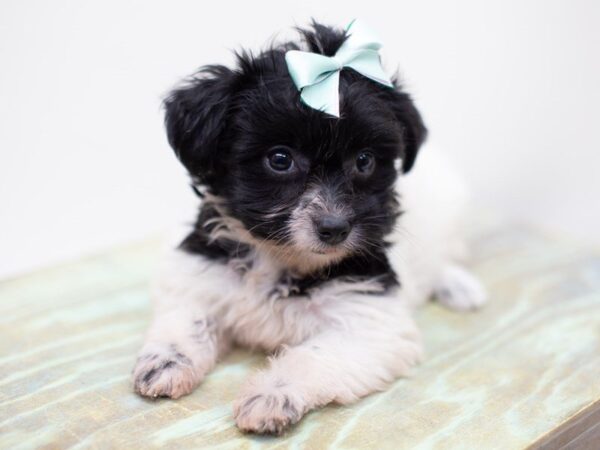 Havanese-DOG-Female-Black and White-14047-Petland Wichita, Kansas
