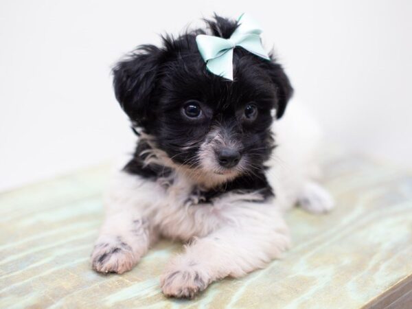 Havanese DOG Female Black and White 14047 Petland Wichita, Kansas