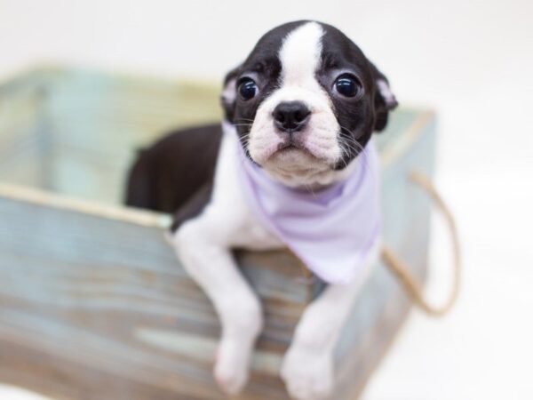 Boston Terrier DOG Female Black and White 14046 Petland Wichita, Kansas