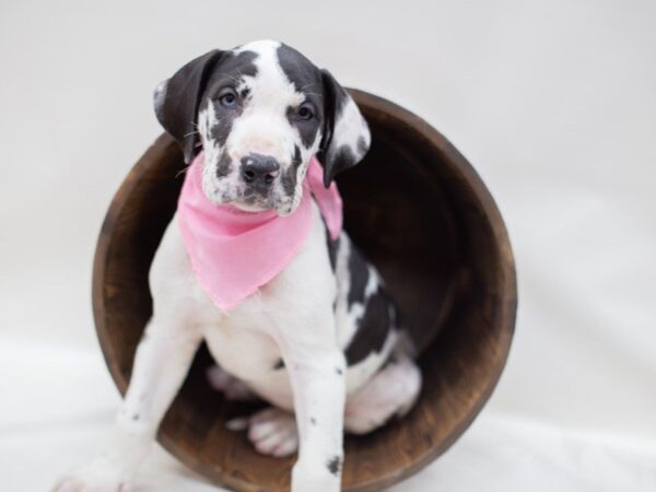 Great Dane-DOG-Female-MERLE HARLIQUIN-14045-Petland Wichita, Kansas