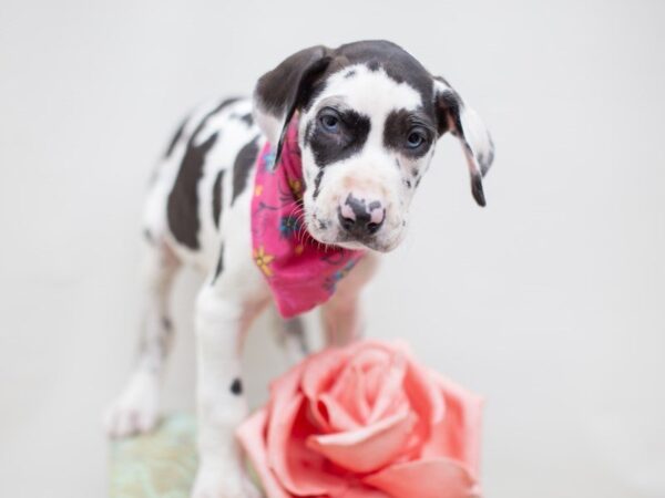 Great Dane DOG Female MERLE HARLIQUIN 14044 Petland Wichita, Kansas