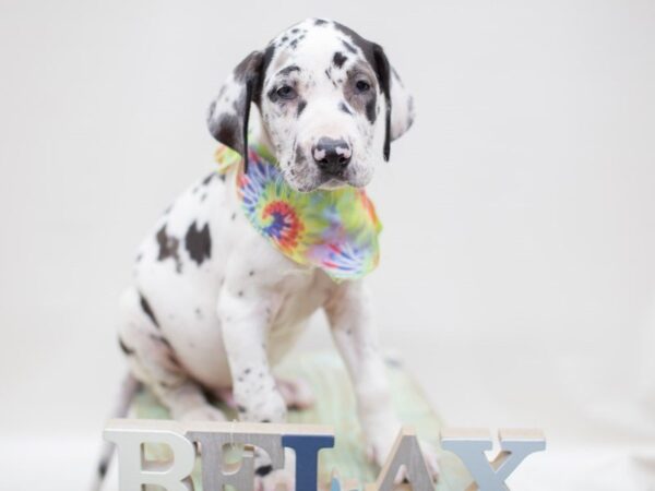 Great Dane-DOG-Male-MERLE HARLIQUIN-14043-Petland Wichita, Kansas