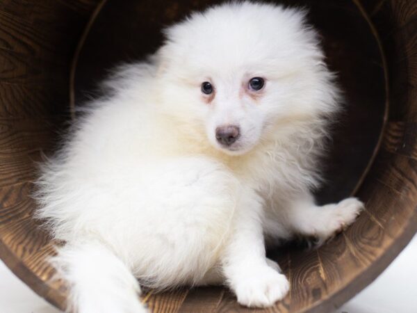 Miniature American Eskimo DOG Male WHITE 14041 Petland Wichita, Kansas