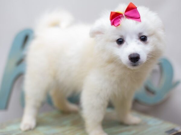 Miniature American Eskimo DOG Female WHITE 14040 Petland Wichita, Kansas