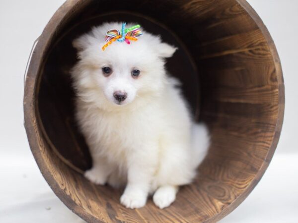 Miniature American Eskimo DOG Female WHITE 14042 Petland Wichita, Kansas