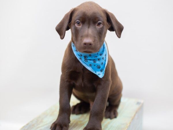 Labrador Retriever-DOG-Male-Chocolate-14024-Petland Wichita, Kansas