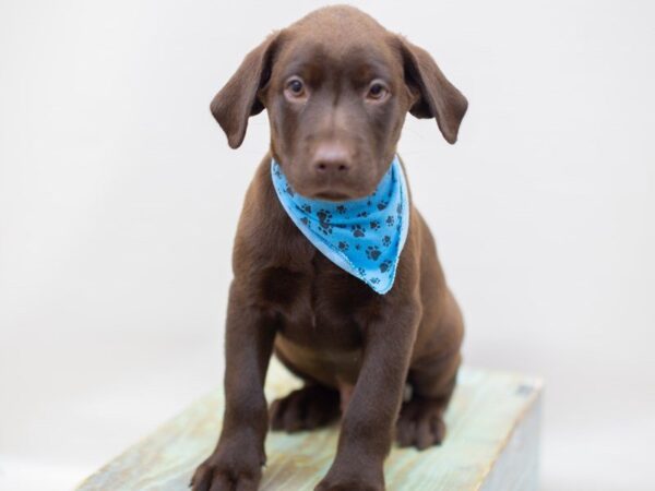 Labrador Retriever DOG Male Chocolate 14024 Petland Wichita, Kansas