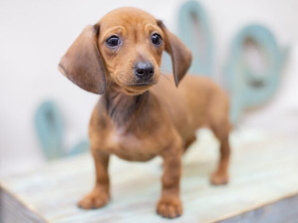 Miniature Dachshund DOG Female Red Smooth Coat 14023 Petland Wichita, Kansas