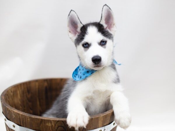 Siberian Husky-DOG-Male-Black and White-14016-Petland Wichita, Kansas