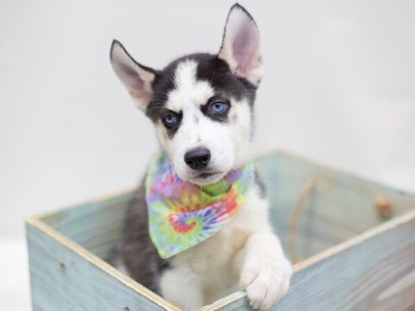 Siberian Husky-DOG-Male-Black and White-14017-Petland Wichita, Kansas