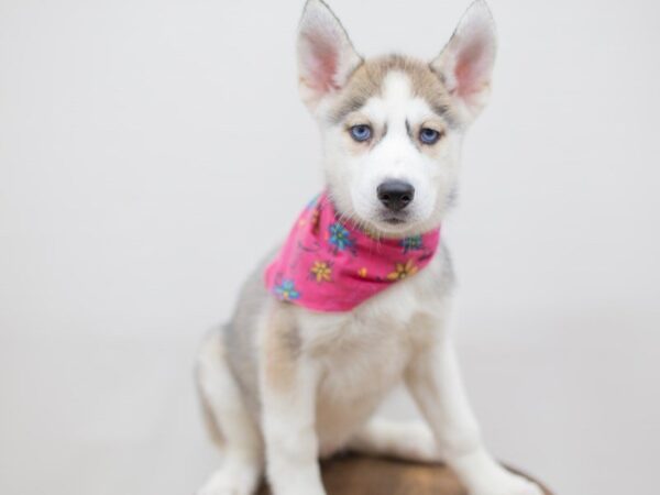 Siberian Husky-DOG-Female-Grey and White-14019-Petland Wichita, Kansas
