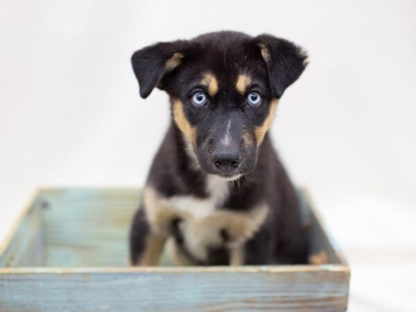 Shepsky DOG Male Black Tri Blue Eyes 14022 Petland Wichita, Kansas