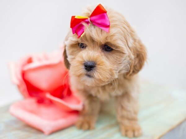 Lhasa Poo DOG Female Rose Gold 14039 Petland Wichita, Kansas