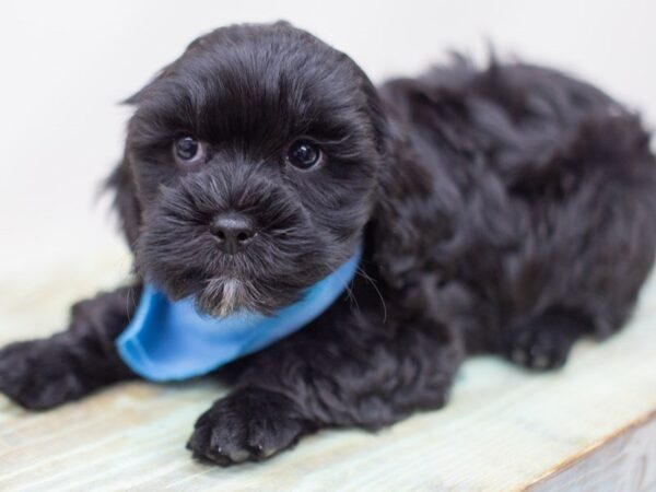 Lhasa Poo DOG Male BLACK 14038 Petland Wichita, Kansas