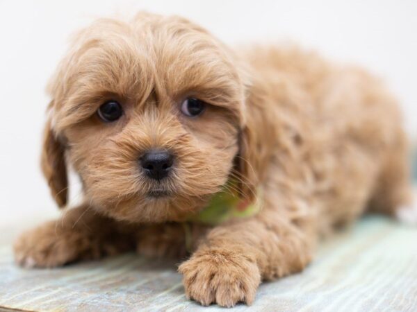 Lhasa Poo DOG Male Red 14037 Petland Wichita, Kansas