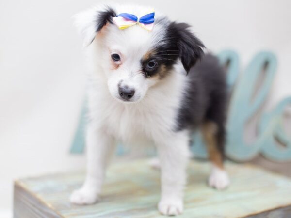 Toy Australian Shepherd-DOG-Female-Tri Color-14036-Petland Wichita, Kansas