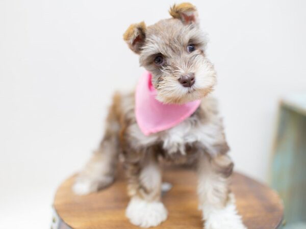 Miniature Schnauzer DOG Female LIVER PEPPER 14028 Petland Wichita, Kansas