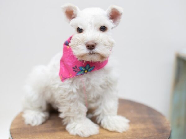 Miniature Schnauzer DOG Female LIVER 14030 Petland Wichita, Kansas