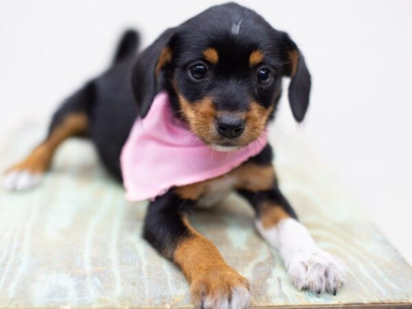 Heeler Jack DOG Female Black and Tan 14035 Petland Wichita, Kansas