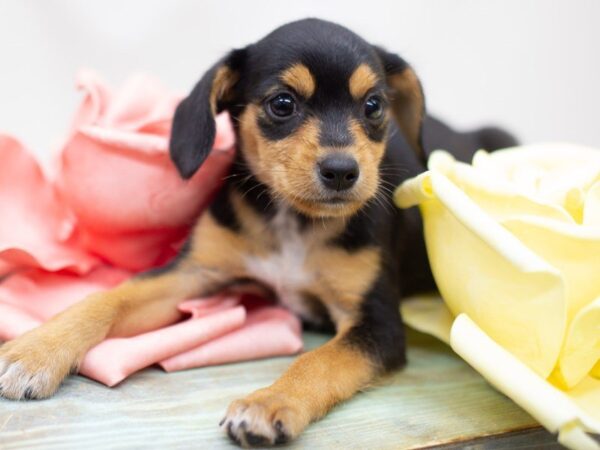 Heeler Jack-DOG-Female-Black and Tan-14034-Petland Wichita, Kansas