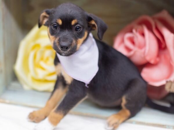 Heeler Jack-DOG-Female-Tri Color-14033-Petland Wichita, Kansas