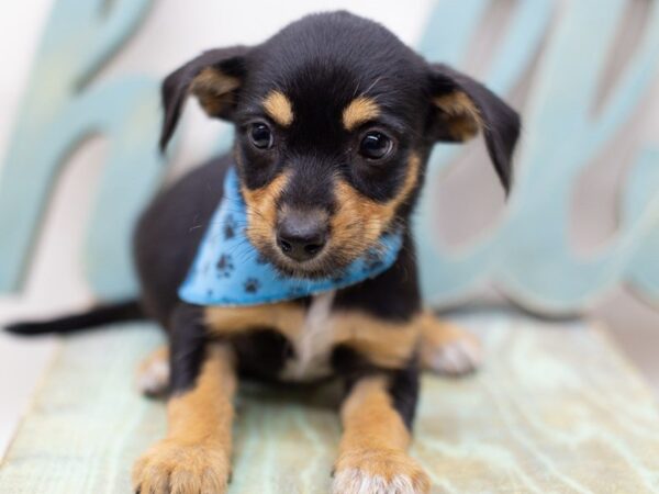 Heeler Jack DOG Male Black and Tan 14032 Petland Wichita, Kansas