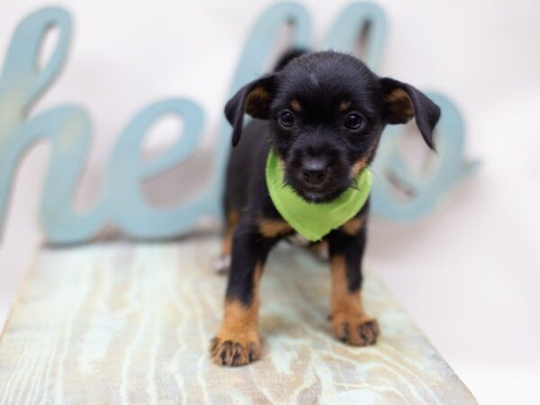 Heeler Jack DOG Male Black and Tan 14031 Petland Wichita, Kansas