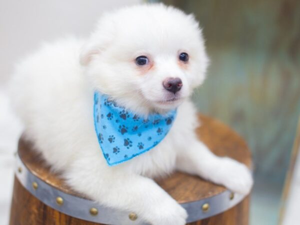 American Eskimo DOG Male White 14074 Petland Wichita, Kansas