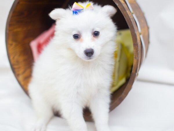 American Eskimo-DOG-Female-White-14073-Petland Wichita, Kansas