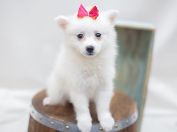 American Eskimo DOG Female White 14072 Petland Wichita, Kansas