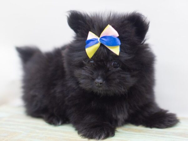 Toy Maltipom DOG Female Black 14071 Petland Wichita, Kansas