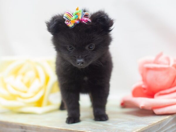 Toy Maltipom DOG Female Black 14070 Petland Wichita, Kansas