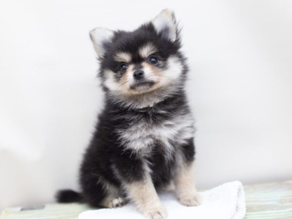 Toy Maltipom DOG Male Black and Tan 14069 Petland Wichita, Kansas