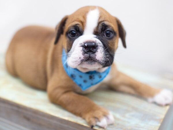 English Bulldog DOG Male Red and White 14066 Petland Wichita, Kansas