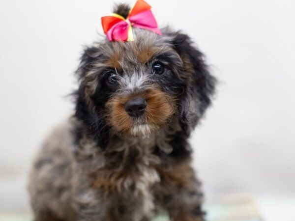 Cockapoo-DOG-Female-Blue Merle-14065-Petland Wichita, Kansas
