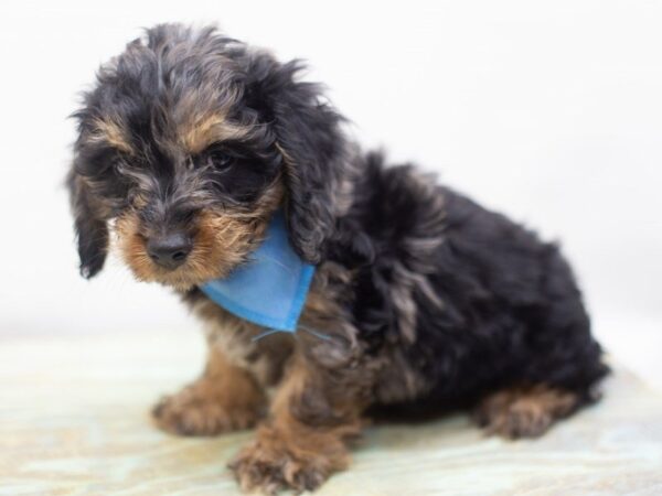Cockapoo-DOG-Male-Blue Merle-14064-Petland Wichita, Kansas