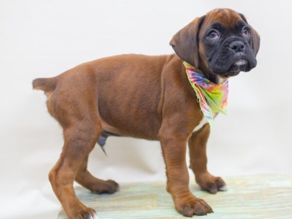 Boxer-DOG-Male-Mahogany and White-14063-Petland Wichita, Kansas