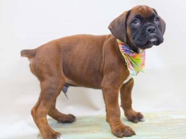 Boxer DOG Male Mahogany and White 14063 Petland Wichita, Kansas