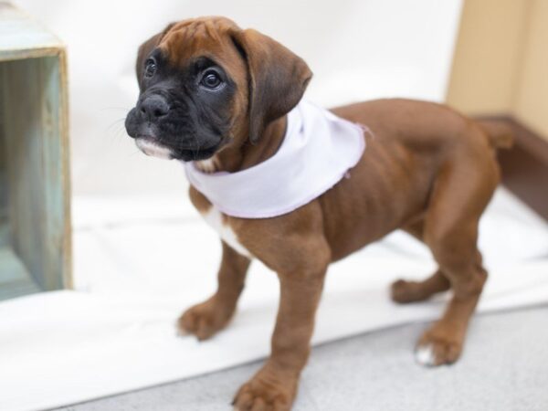 Boxer DOG Female Mahogany and White 14062 Petland Wichita, Kansas