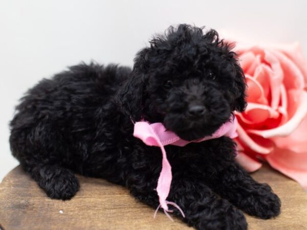 Toy Poodle DOG Female Black 14094 Petland Wichita, Kansas